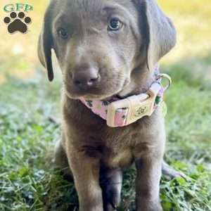 Silver, Silver Labrador Retriever Puppy