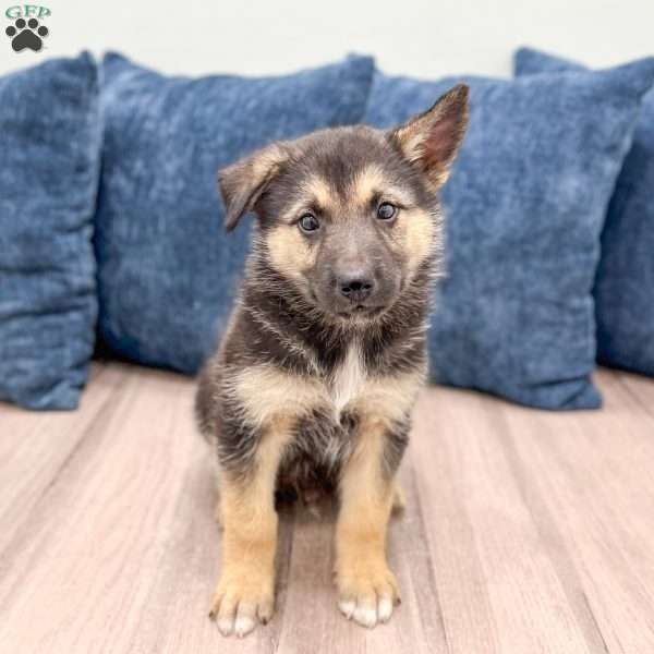 Milo, Shepsky Puppy