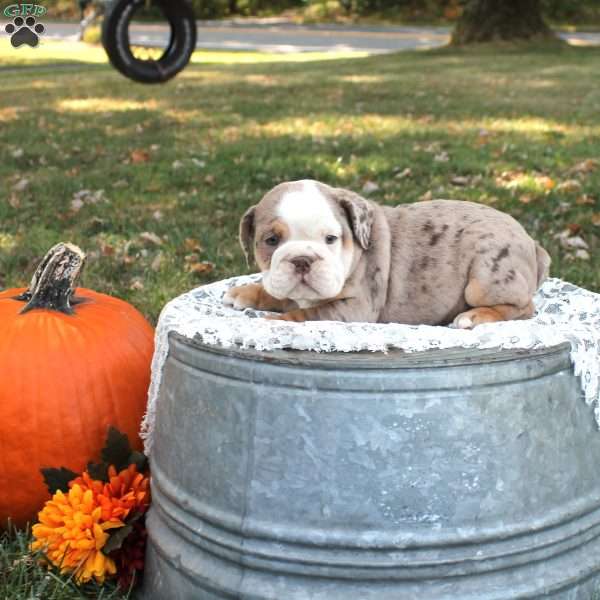 Derek, English Bulldog Puppy