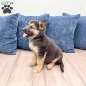 Milo, Shepsky Puppy