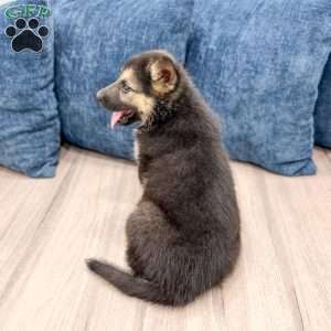 Milo, Shepsky Puppy