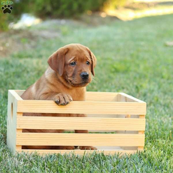 Bailey, Fox Red Labrador Retriever Puppy