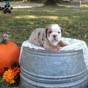 Derek, English Bulldog Puppy