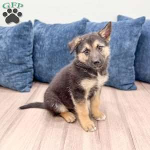 Milo, Shepsky Puppy