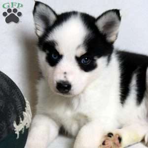 Molly, Pomsky Puppy
