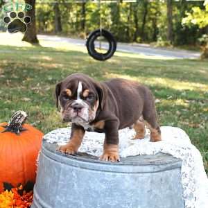 Diesel, English Bulldog Puppy