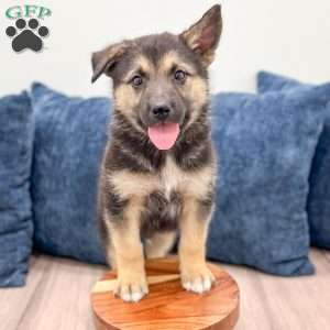 Milo, Shepsky Puppy