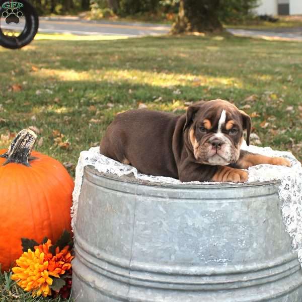 Diesel, English Bulldog Puppy