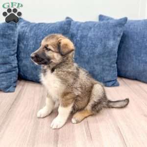 Rex, Shepsky Puppy