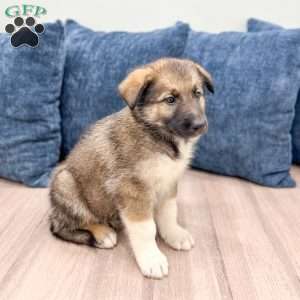 Rex, Shepsky Puppy