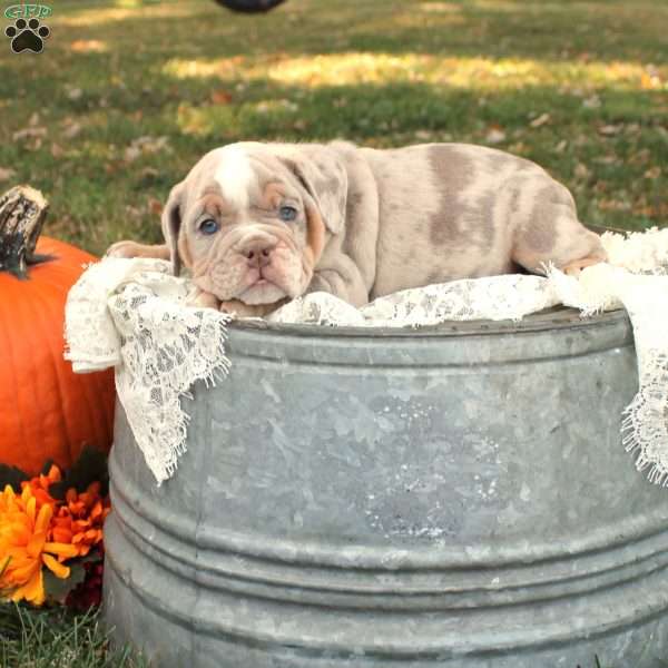 Dakota, English Bulldog Puppy