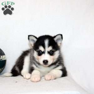 Malala, Pomsky Puppy