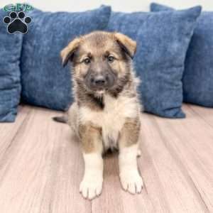 Rex, Shepsky Puppy