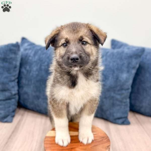 Rex, Shepsky Puppy