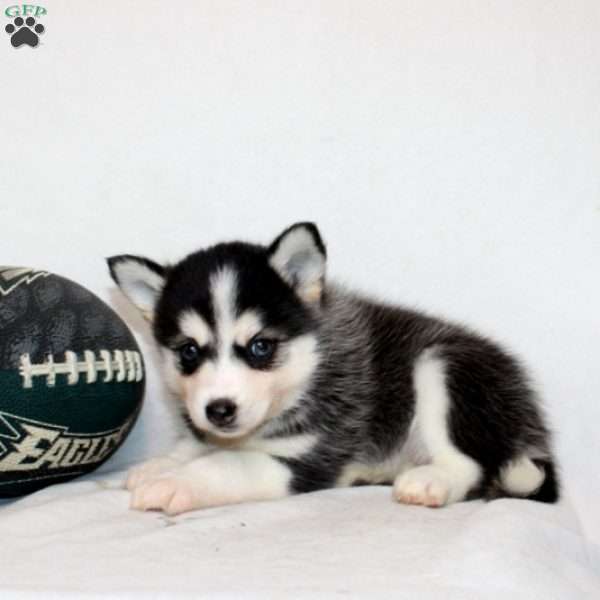 Malala, Pomsky Puppy