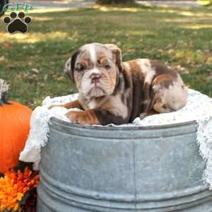Deacon, English Bulldog Puppy