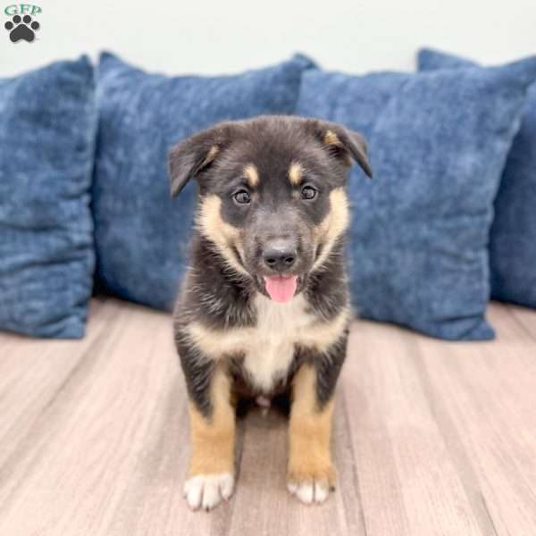 Diesel, Shepsky Puppy