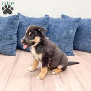 Diesel, Shepsky Puppy