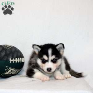 Malala, Pomsky Puppy