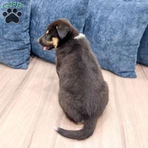 Diesel, Shepsky Puppy