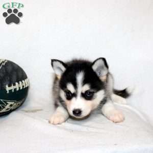 Malala, Pomsky Puppy