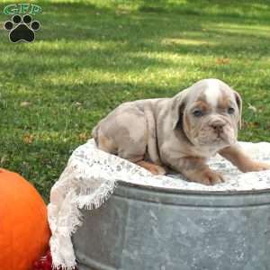 Dakota, English Bulldog Puppy