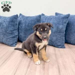 Diesel, Shepsky Puppy