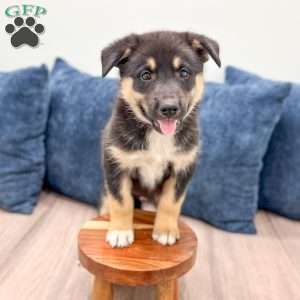 Diesel, Shepsky Puppy