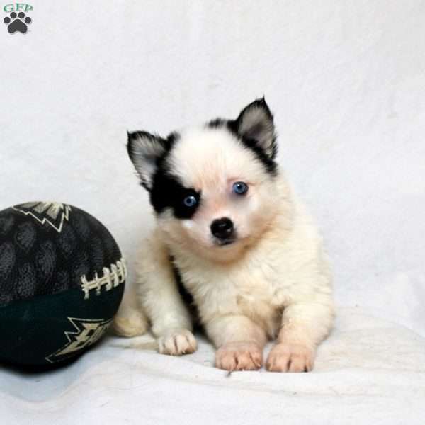 Magnolia, Pomsky Puppy