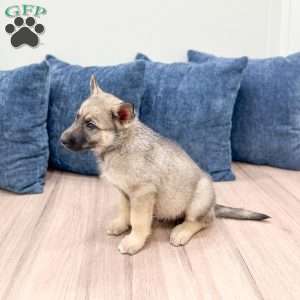 Banjo, Shepsky Puppy
