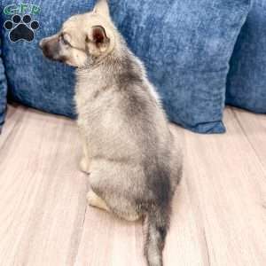 Banjo, Shepsky Puppy