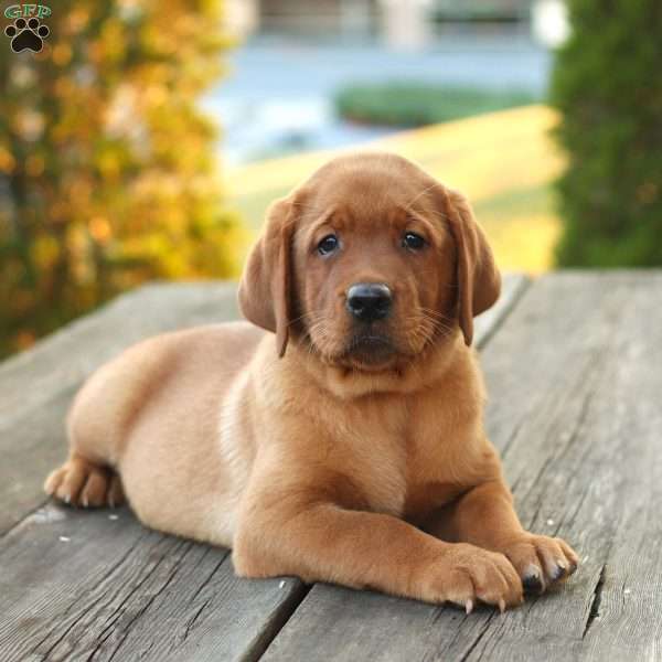 Blaze, Fox Red Labrador Retriever Puppy