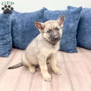 Banjo, Shepsky Puppy