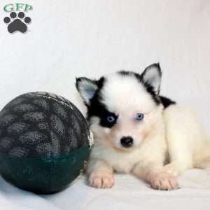 Magnolia, Pomsky Puppy