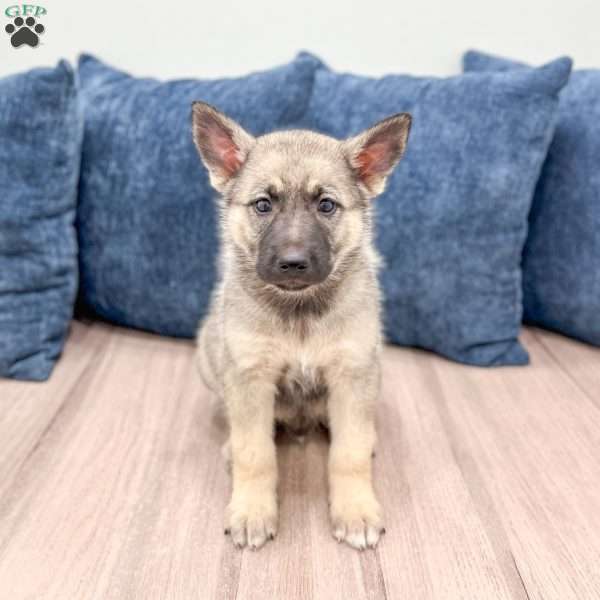 Banjo, Shepsky Puppy