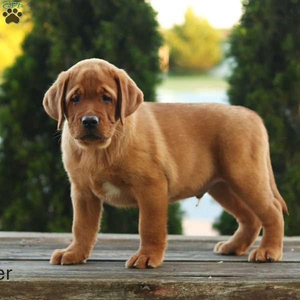 Boomer, Fox Red Labrador Retriever Puppy