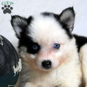 Magnolia, Pomsky Puppy