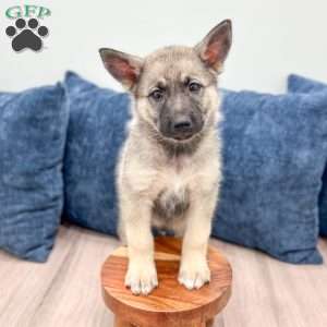 Banjo, Shepsky Puppy
