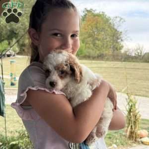 Dino, Maltipoo Puppy