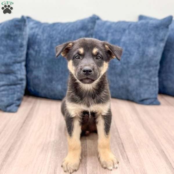 Rocky, Shepsky Puppy