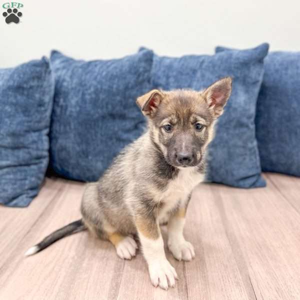Morgan, Shepsky Puppy