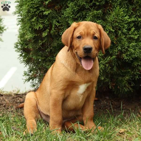 Bruno, Fox Red Labrador Retriever Puppy