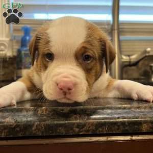 American Bully