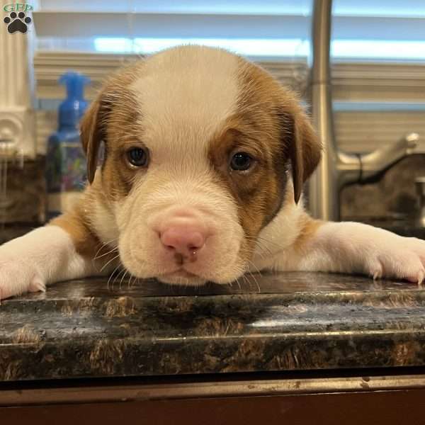 Mr. Bed-Stuy, American Bully Puppy