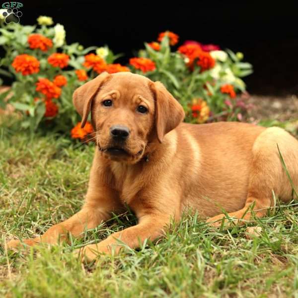 Blossom, Fox Red Labrador Retriever Puppy