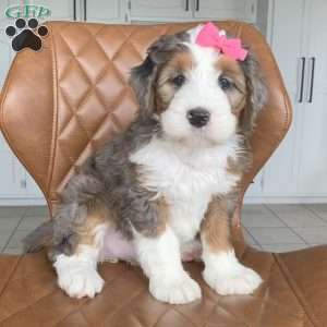 Arrow, Bernedoodle Puppy