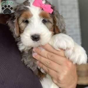 Arrow, Bernedoodle Puppy