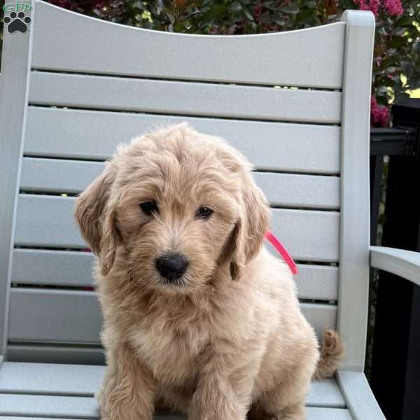 Molly, Goldendoodle Puppy