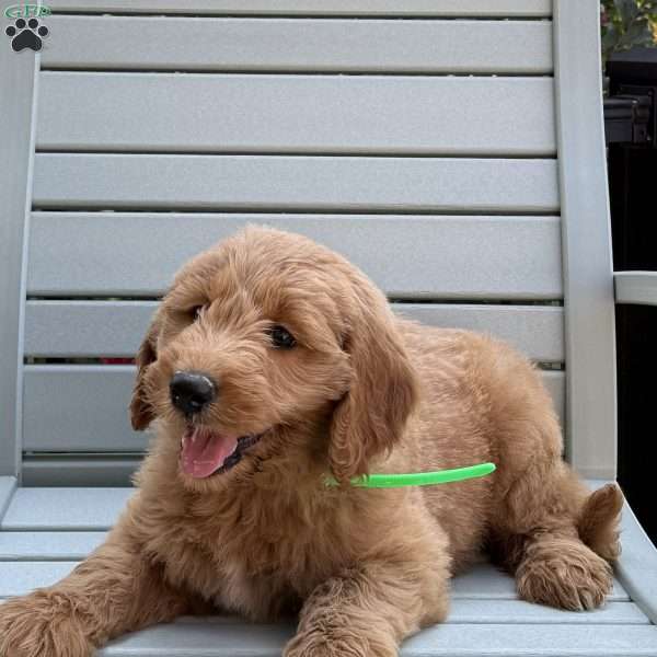 Luna, Goldendoodle Puppy