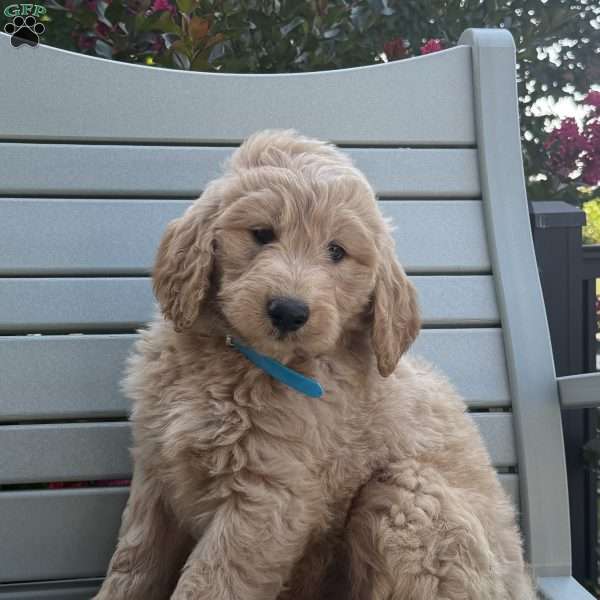 Bentley, Goldendoodle Puppy